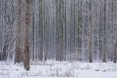 Hans-van-de-Griendt-01-Wijboschbroek