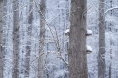 Hans-van-de-Griendt-03-Wijboschbroek