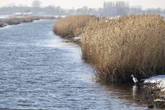 Hans-van-de-Griendt-05-Grote-Zilverreiger