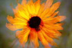 Jan-Albert-Hellings-2026-02-06-1-zonnehoed