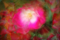 Jan-Albert-Hellings-2026-02-06-2-roos