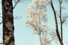 Jan-Albert-Hellings-2026-02-06-4-rijp-op-berk-analoog