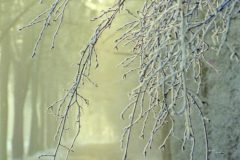 Jan-Albert-Hellings-2026-02-06-5-Kampina-rijp-analoog