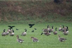 Kees-van-der-Lee-1-13-01-26-Haanwijk