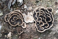 Kees-van-der-Lee-2-19-09-25-Engelenstede