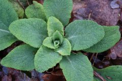 Kees-van-der-Lee-3-04-02-26-Hooghei