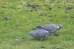 Kees-van-der-Lee-4-05-02-26-Berlicum-tuin