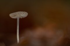 Willy-van-Lanen-1-Mycena