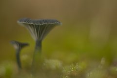 Willy-van-Lanen-2-blauwgroen-trechtertje