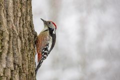 Willy-van-Lanen-3-Middelste-bonte-specht