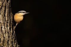 Willy-van-Lanen-5-boomklever