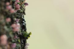 Gerry-van-Meurs-1-paddestoel-tegen-boom-05040