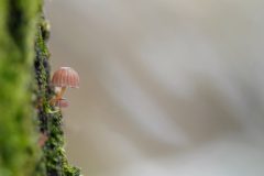 Gerry-van-Meurs-2-paddestoeltje-05011