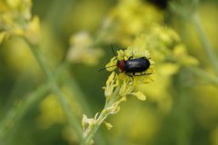 Gerry-van-Meurs-3-Kever-spanje-DSC00719