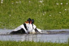 Gerry-van-Meurs-4-vechtende-bergeenden-DSC03205