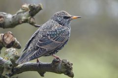 Gerry-van-Meurs-5-spreeuw2-05427