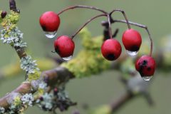 Jan-Albert-Hellings-1-meidoorn-Ooijpolder