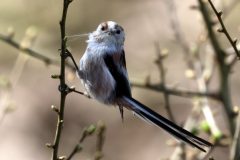 Jan-Albert-Hellings-2-staartmees-Blauwe-kamer