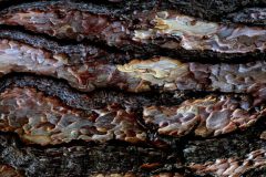 Jan-Albert-Hellings-4-dennenschors-Amsterdam