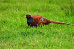 Leo-van-de-Veerdonk-1