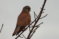 Leo-van-de-Veerdonk-2