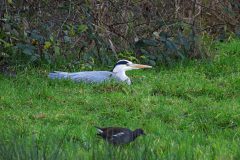 Leo-van-de-Veerdonk-3