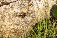 Monique-Achterberg-01-Levendbarende-hagedis-3051409