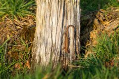 Monique-Achterberg-02-Levendbarende-hagedis-3031348