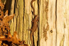 Monique-Achterberg-03-Levendbarende-hagedis-P3021316