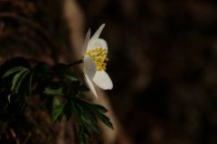 Gerry-van-Meurs-1-Bos-annemoon-06368