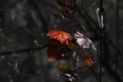 Gerry-van-Meurs-2-Klimop-in-licht-06665