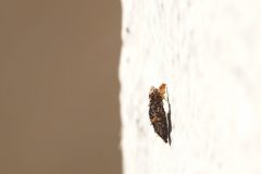 Gerry-van-Meurs-3-Zakjesdrager-Oostenrijk-06407