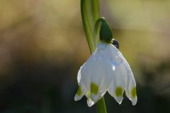 Gerry-van-Meurs-4-sneeuwklokje-06117