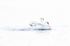 Gerry-van-Meurs-5-Zwanen-high-key-06729