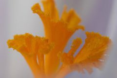 Gidi-van-Osch-Crocus-2