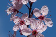 Gidi-van-Osch-bloesem