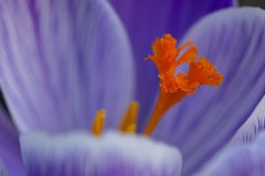 Gidi-van-Osch-crocus