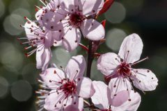 Gidi-van-Osch-flaarbloesem