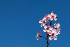 Gidi-van-Osch-minibloesem