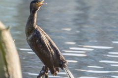 Henk-Valk-20260329-0013