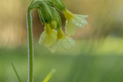 Henk-Valk-20260329-0059