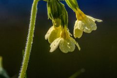 Henk-Valk-20260329-0070-bewerkt