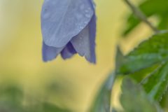 Henk-Valk-20260329-0105-bewerkt