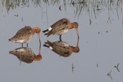 Jan-Albert-Hellings-2026-04-03-1-Grutto-s-in-Moergestels-broek