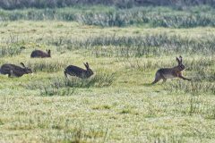 Jan-Albert-Hellings-2026-04-03-2-Hazen-in-Moergestels-broek