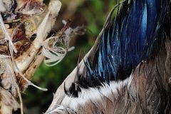 Jan-Albert-Hellings-2026-04-03-3-Wilde-eend-in-Moergestels-broek