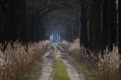 Jan-Albert-Hellings-2026-04-03-4-Laan-in-Diessens-broek