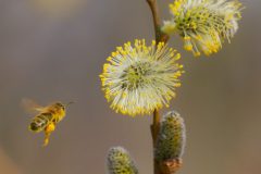 Jan-Albert-Hellings-2026-04-03-5-Wilgenkatjes-in-Diessens-broek