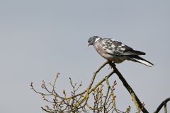 Kees-van-der-Lee-van-der-Lee-De-mondriaan-duif