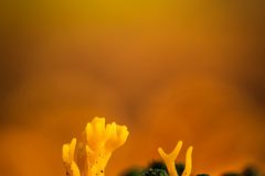 Koen-van-de-Ven-Kleverig-koraalzwam